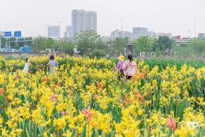 楼村湿地公园美人蕉