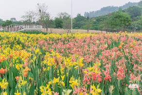 楼村湿地公园美人蕉