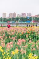 楼村湿地公园美人蕉