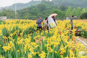 楼村湿地公园美人蕉