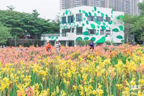 楼村湿地公园美人蕉