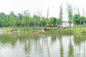 楼村湿地公园美人蕉