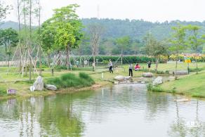 楼村湿地公园美人蕉