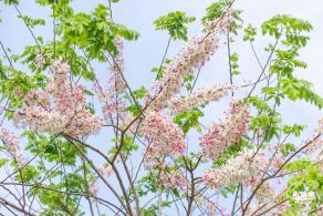 泰国樱花（园博园）