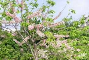 泰国樱花（园博园）