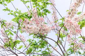 泰国樱花（园博园）
