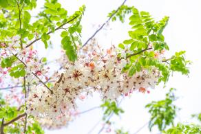 泰国樱花（园博园）