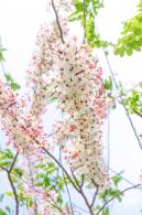 泰国樱花（园博园）