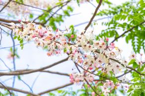 泰国樱花（园博园）