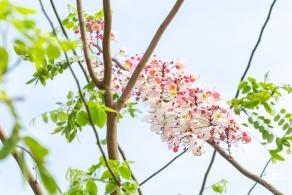 泰国樱花（园博园）