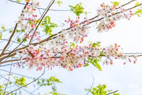 泰国樱花（园博园）