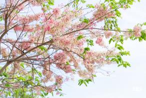 泰国樱花（园博园）