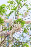 泰国樱花（园博园）