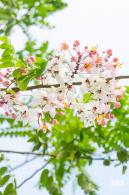 泰国樱花（园博园）