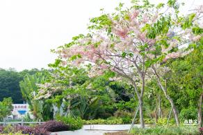 泰国樱花（园博园）