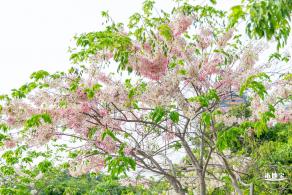 泰国樱花（园博园）