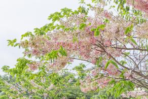 泰国樱花（园博园）