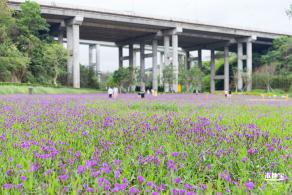 甘坑都市田园