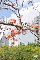 华侨城凤凰花开