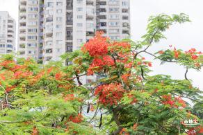 华侨城凤凰花开
