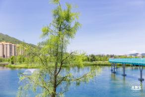 东涌红树林湿地园