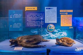 展览：向海之旅