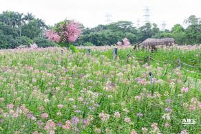 观澜版画村花海