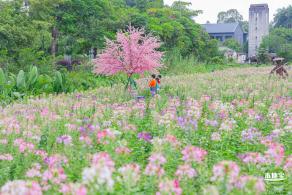 观澜版画村花海