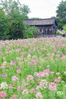 观澜版画村花海