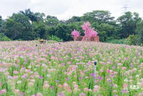 观澜版画村花海