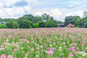 观澜版画村花海