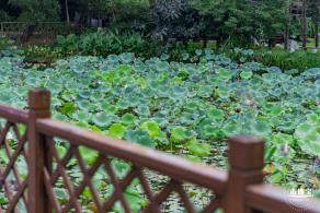 观澜版画村花海