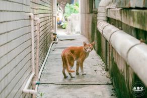 鹊山老村