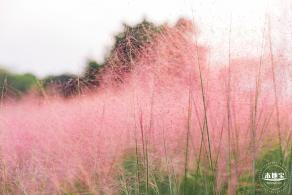 陌上花公园