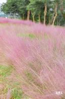 陌上花公园