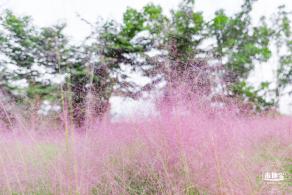 陌上花公园