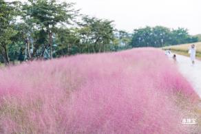 陌上花公园