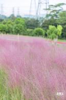 陌上花公园