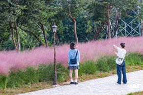 陌上花公园