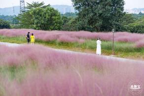 陌上花公园