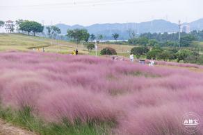 陌上花公园