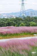 陌上花公园