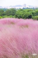 陌上花公园