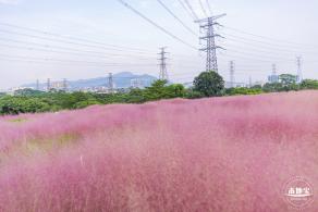 陌上花公园