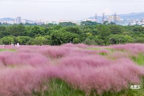 陌上花公园