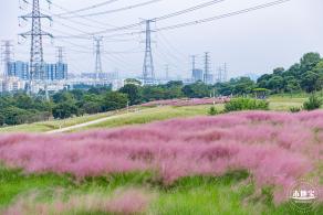 陌上花公园