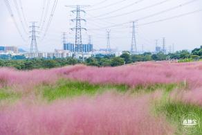 陌上花公园