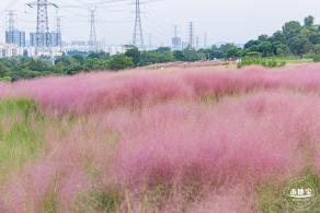 陌上花公园