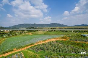 光明欢乐田园风光