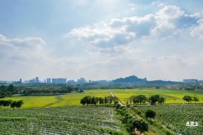 光明欢乐田园风光